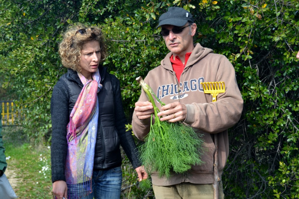 Ferula| non commestibile, da non confondere con il finocchietto selvatico